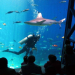 best aquariums in the us